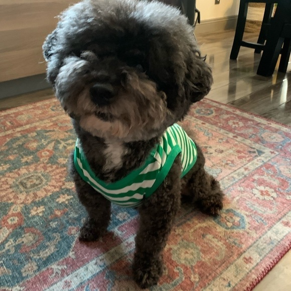 Zara Pet Dog Muscle Tee - Picture 1 of 10